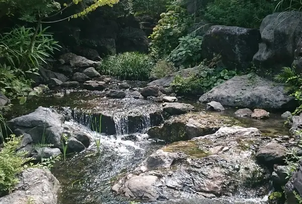 白鳥庭園の写真・動画_image_128856