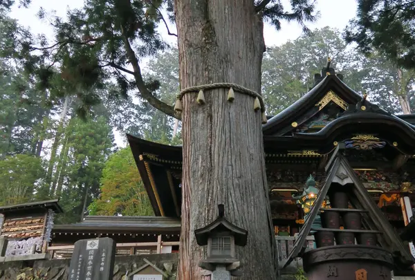 ご神木
