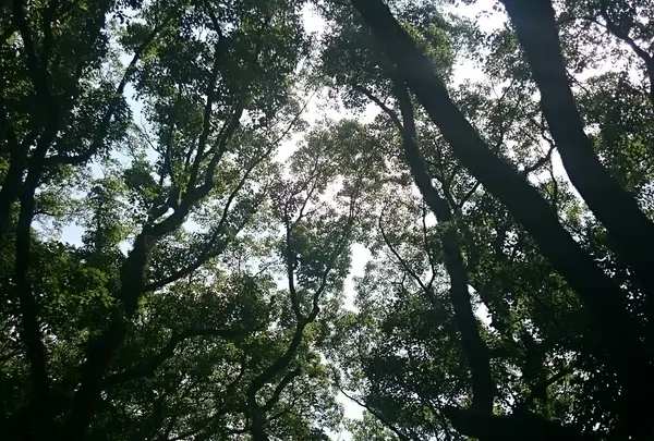 参道