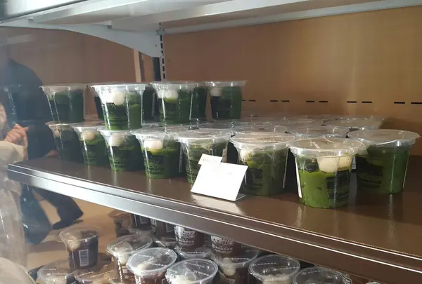 生茶ゼリイ抹茶