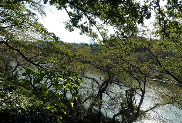 千鳥ヶ淵