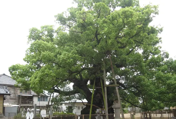 巨大クスノキ