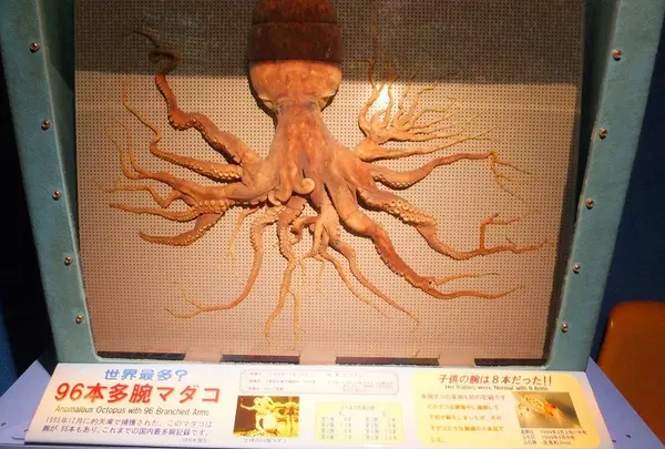 世界一の多足タコ標本