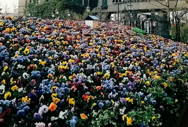 残念ながら５月は薔薇🌹の咲いてない時期