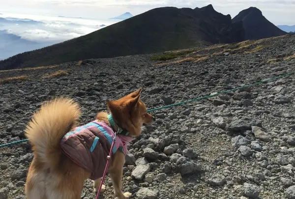 富士山のお姿は忘れずにチェックを!