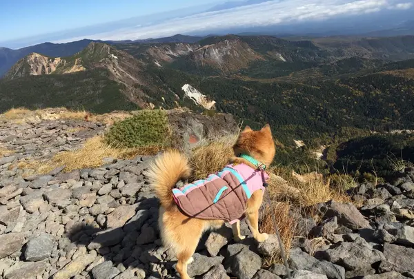 北八ヶ岳連峰を遠望して思う事