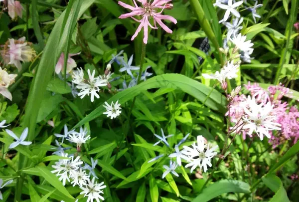 繊細な野花も