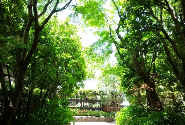 木々の緑のアーチは芸術的