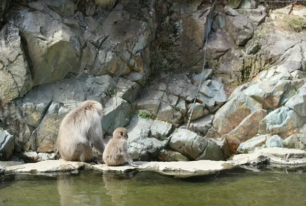 地獄谷野猿公苑の写真・動画_image_134026
