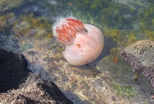 エチゼンクラゲ