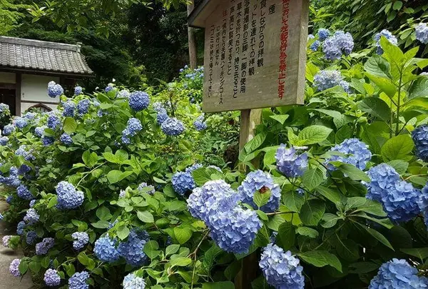 ぶらり