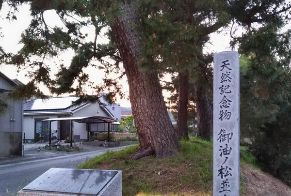 天然記念物　御油の松並木