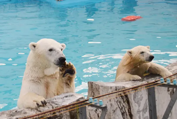 円山動物園の写真・動画_image_13667