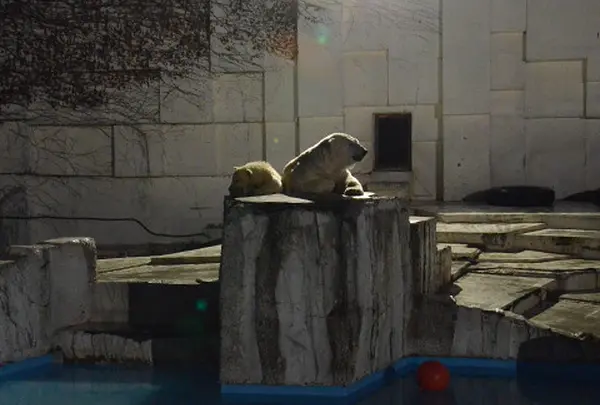 円山動物園の写真・動画_image_13669