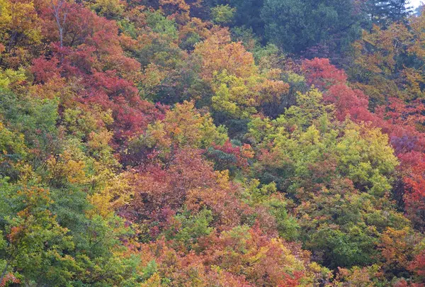 紅葉の錦