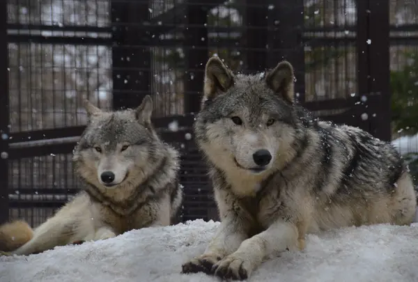 円山動物園の写真・動画_image_13682