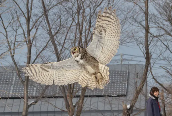 円山動物園の写真・動画_image_13683