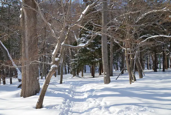 円山公園の写真・動画_image_13686