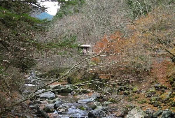 奥祖谷二重かずら橋の写真・動画_image_13746