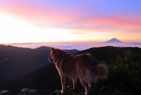 八ケ岳山荘の写真・動画_image_14174