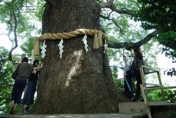 大樹の鼓動を感じてみる