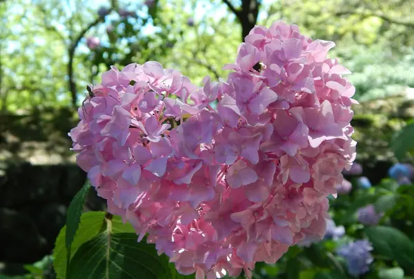 ハートの紫陽花見つけた❗