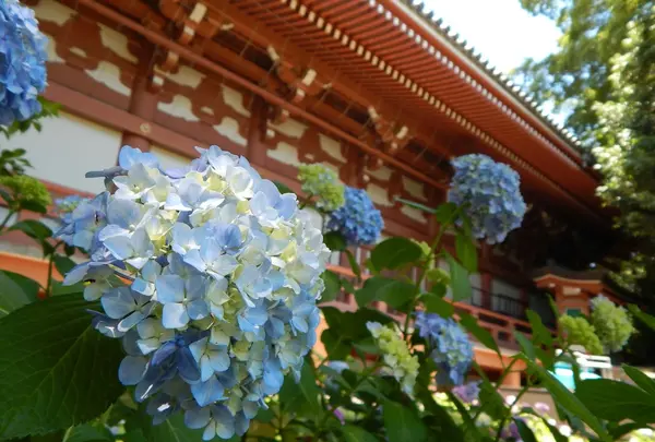 金堂裏手が紫陽花スポットです