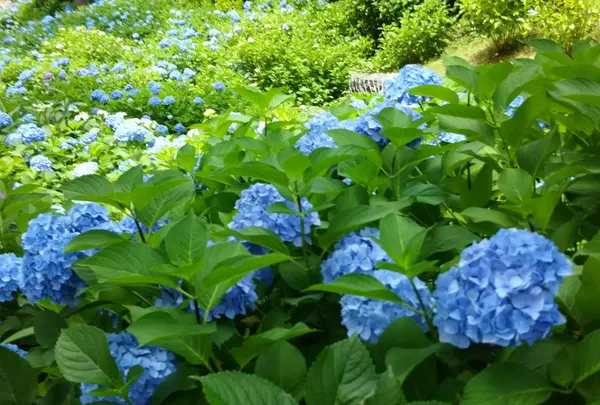 三室戸寺の写真・動画_image_142829
