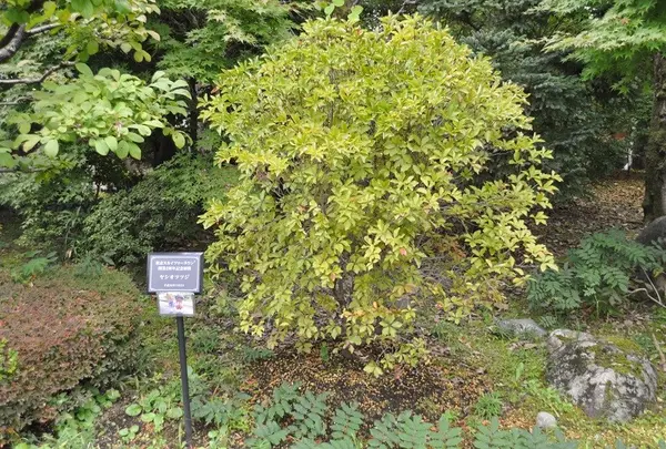 東京スカイツリータウン2周年記念樹