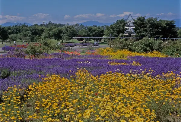公園内に咲くたくさんの花