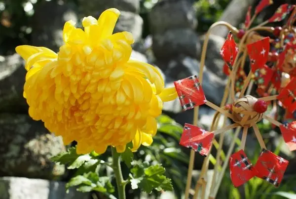 いろんな花が沢山♪