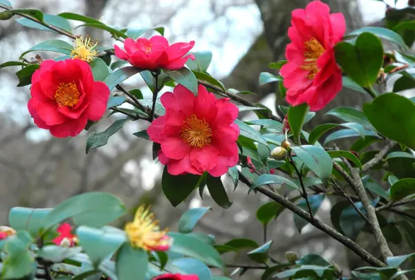 寒くても花が咲く