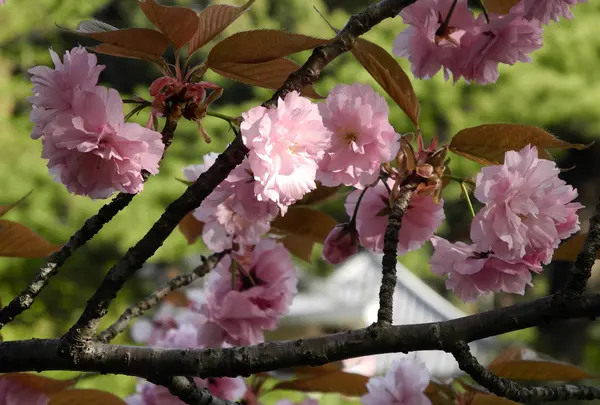 桜の名所