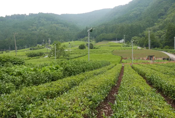 揖斐茶の産地です