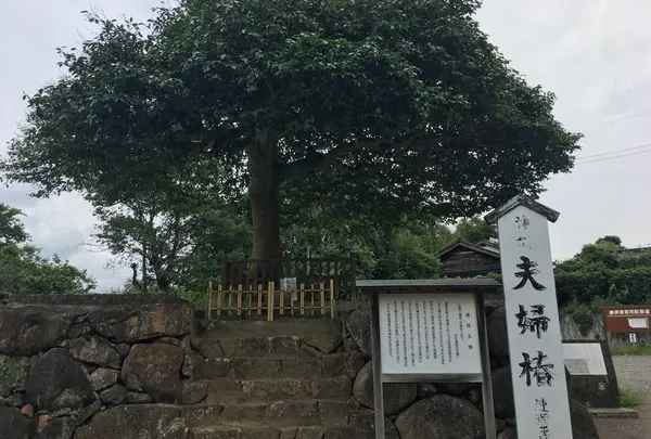 連理玉椿