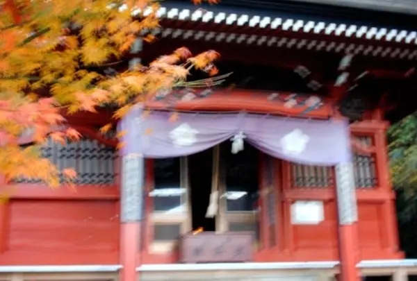 隣の養老寺にある頼朝ゆかりの「一本薄」