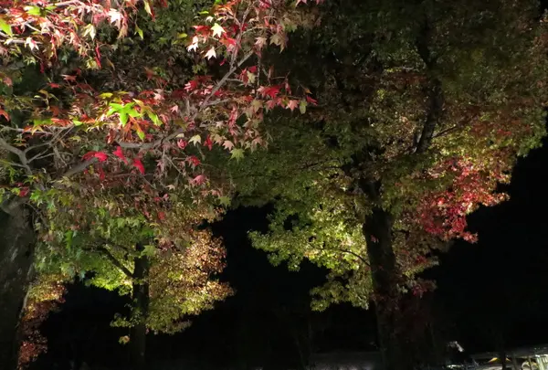 並木道～紅葉～