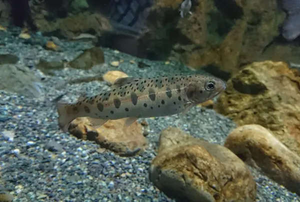 おたる水族館の写真・動画_image_149572