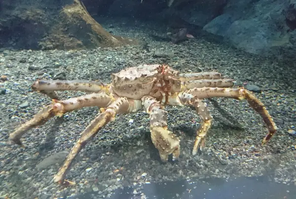 おたる水族館の写真・動画_image_149573