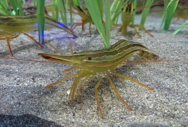 おたる水族館の写真・動画_image_149575
