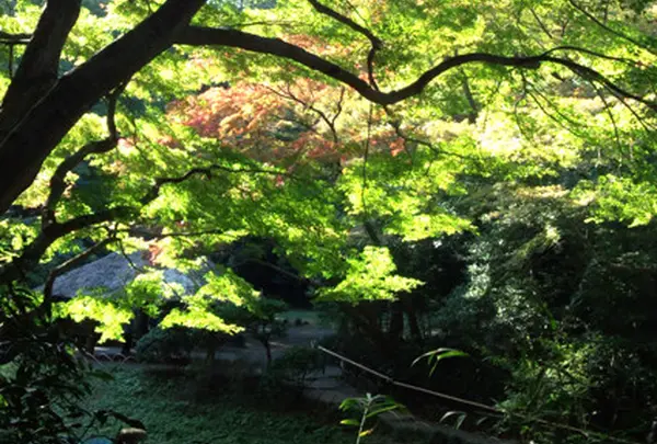 明治神宮の写真・動画_image_15237