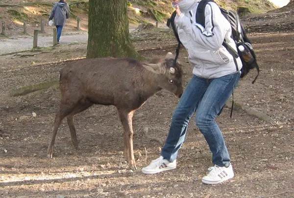 鹿に注意