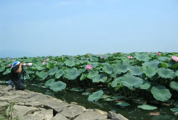 市立水生植物公園みずの森の写真・動画_image_15464