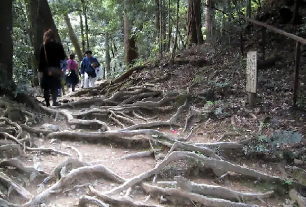木の根道