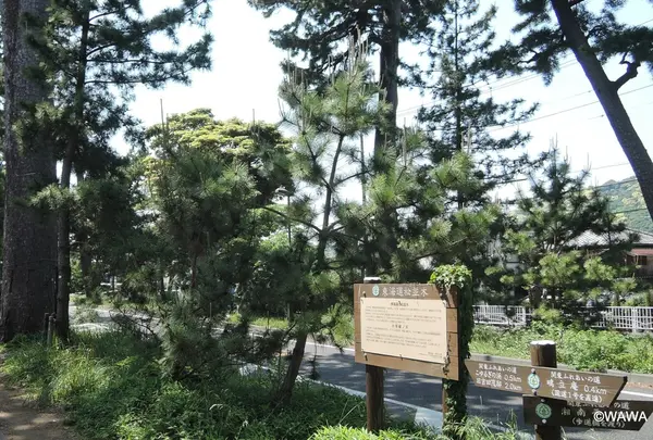 東海道松並木　大磯宿