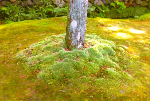 西芳寺の写真・動画_image_15873