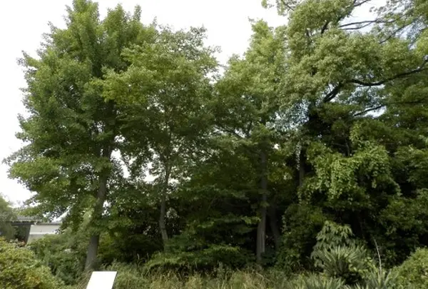 幸村桜