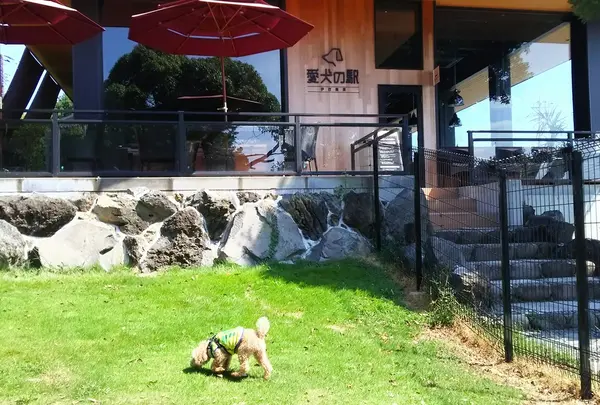 愛犬の駅 伊豆高原の写真・動画_image_159876