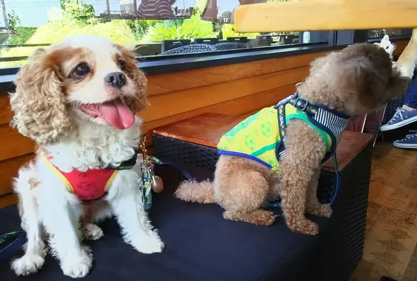 愛犬の駅 伊豆高原の写真・動画_image_159878