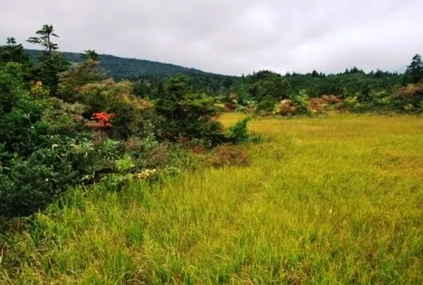 一面の草木も美しい